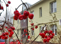 Жители Волгоградской области не увидят снега в 2025 году