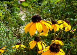 Жаркое лето передумало уходить из Камышина: погодная повестка на 17 августа