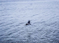 Со дна Камышинки спасатели подняли тело утопленника-камышанина