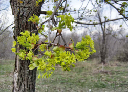 Камышин "не хочет" как следует "согреться": погодный прогноз на 29 апреля