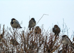 В Волгоградской области молодая начальница отделения почты получала пенсию мертвой пенсионерки