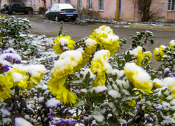 В Камышине "без предупреждения" выпал первый слабый снег