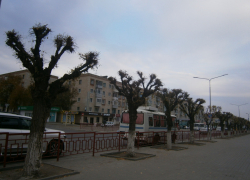 В Камышине главный озеленитель МБУ "Благоустройство" выступил на муниципальном ТВ, чтобы заявить: чекрыжить деревья будут и дальше