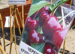 В Камышине на распродажах саженцев дачники отдают предпочтения деревцам из бывшего совхоза "Мичуринский"
