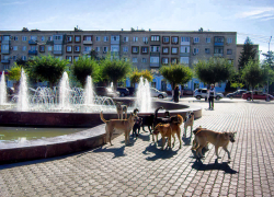 В Камышине 30 сентября включили фонтаны, но гуляли около них одни собаки, - камышанка