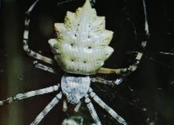 В Камышине в музее готова к открытию выставка, где "фотомоделями" выступят грациозные "жучки-паучки"