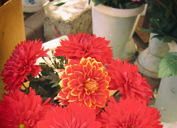 В самом конце сентября в Камышин нагрянуло жаркое бабье лето