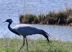 В преддверии Всемирного Дня журавля в Волгоградской области замечательную птицу решили "пригласить" на главную роль в видеоролики