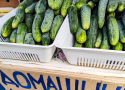 В разгар июля в Камышине  продавцы не хотят отдавать огурцы дешевле 140 рублей