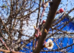 В Камышине полицейские задержали дачных воров