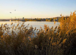 Камыша в Камышине рядом с администрацией столько, что, наверное, надо переименовывать город в "Болотогорск", - камышанин