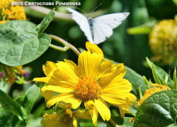 Камышинские дачники насторожились из-за активного лета белых бабочек - то ли капустниц, то ли боярышниц