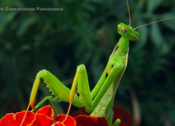 В Камышине в квартире на пятом этаже "прописался" богомол