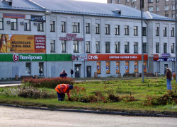 В Камышине рабочие бригады "Благоустройства" приступили к уборке клумб