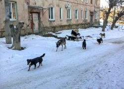 Депутаты хотят спросить волгоградского губернатора о бродячих собаках