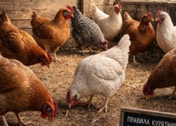 «Бабка, курки, яйки!» - с 1 сентября жителей села, держащих кур и прочую птицу, ждет бюрократический ад – электронная маркировка пернатых