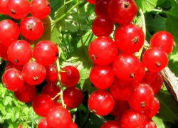 В Камышине в День смородины на варенье из этой ягоды разоришься