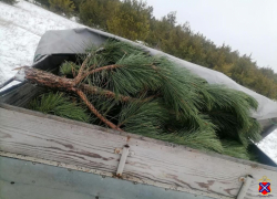 В Камышинском районе полицейские задержали подозреваемых в незаконной рубке сосен