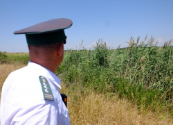 В Камышинском районе собственник земельного участка вместо сельхозкультур «вырастил» травяной сбор, но...