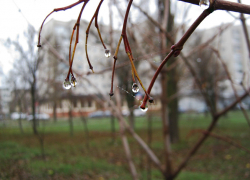 Дождь на весь день зарядит в Камышине сегодня, 19 ноября