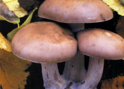 В Волгоградской области зафиксирован первый в этом году летальный исход от отравления грибами