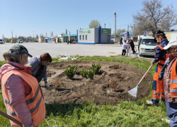 В Камышине "оранжевые жилеты" высадили клумбу из ирисов и пионов у рынка на "Молодежной"