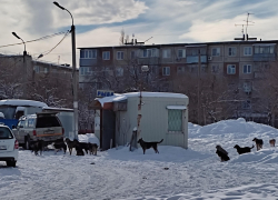 Они обитают в центре парка, целая стая - куда смотрит администрация, ждёт, пока беда придет? - камышанка