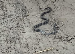 Массовое нашествие неизвестных зеленых змей и огромных ящериц пугает жителей, - "Блокнот Волгограда"