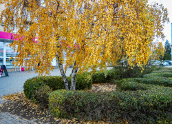 В Камышине потеплеет в начале ноября на фоне слабого ветра южных направлений