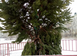 В Камышине беззащитными жертвами варварской "моды" пали городские елки