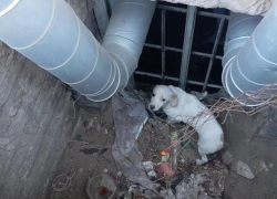 В Камышине в соцсетях бросили клич о песике в "плену", и собаку спасли