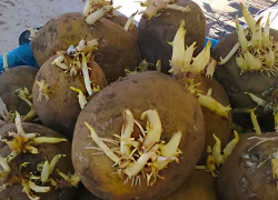 В Камышине ведро картофеля с ростками для высадки дошло в цене до 400 рублей