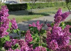 Камышан за сорванный в парках или на улицах города букет сирени могут посадить на 15 суток