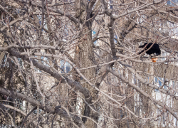 Наглая ворона вырвала у меня из рук полбатона на полкилограмма! - камышанин
