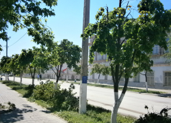 Бедные, бедные камышинские деревья, зачем вас так кромсают?! - камышанин