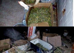 Полтора килограмма марихуаны он хранил у себя в доме: в Волгоградской области полицейские задержали подозреваемого 