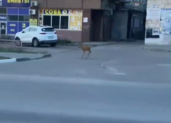 Проскакал по городу олень: камышане вначале не поверили своим глазам (ВИДЕО)