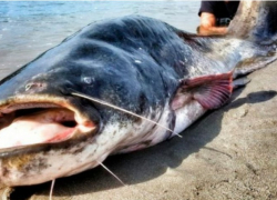 Гигантского зубастого монстра выбросило на берег Волги в Самарской области, - информагентство "КТВ-ЛУЧ"