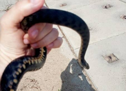 "Давно хотел подержать змею, и вот свершилось", - камышанин