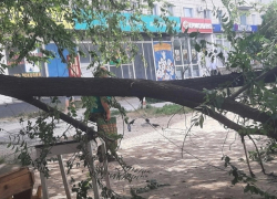 В Камышине от ветра рухнуло дерево у центрального рынка, вывозить его городские службы благоустройства не спешат