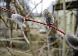 "Плюс" будет нарастать: погода в Камышине на 27 марта