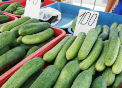 В Камышине малосольные огурцы "решили" не дешеветь этим летом