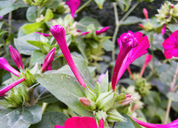 Солнечно и свежо: погодная повестка для Камышина на 17 сентября