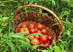 В Камышине в дачном массиве у Соколовки обнаружено тело женщины, работавшей на огороде