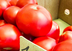 В Камышине местные элитные помидоры можно купить по 100 рублей