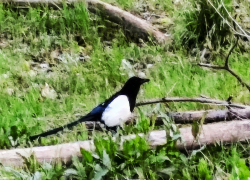 Украинские беспилотники атаковали соседний с Камышинским - Ольховский район сегодня, 30 апреля