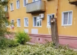 Горожане называют варварской летнюю обрезку деревьев "догола" в Камышине (ВИДЕО)