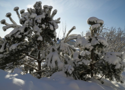 Новогодняя красавица дорого обойдется ее похитителю из Камышинского района