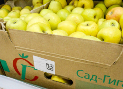 В Камышине ценник на обычные яблоки в сетевиках близок к 200 рублям за килограмм