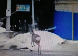 В Камышине грациозная косуля прогулялась по улице Кубанской (ВИДЕО)